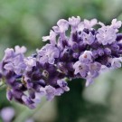 Lavendel Økologisk eterisk olje - LAKSHMI thumbnail